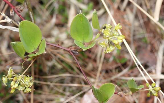 Image of China root