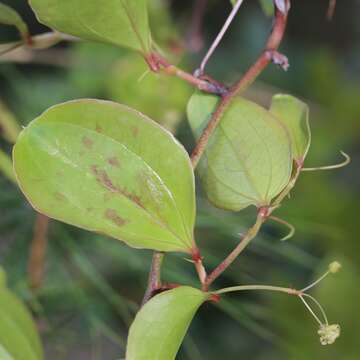 Image of China root