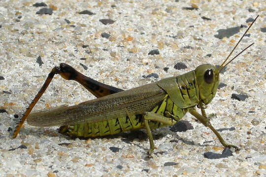 Image of Differential Grasshopper