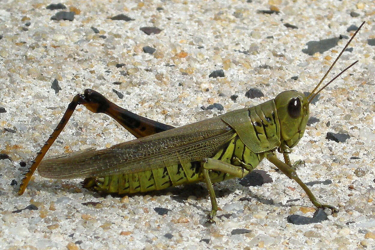 Melanoplus differentialis (Thomas & C. 1865)的圖片