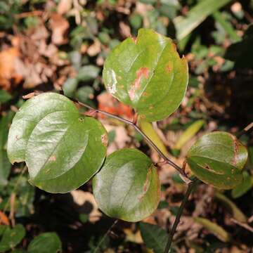 Image of China root