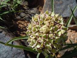 Image of spider milkweed