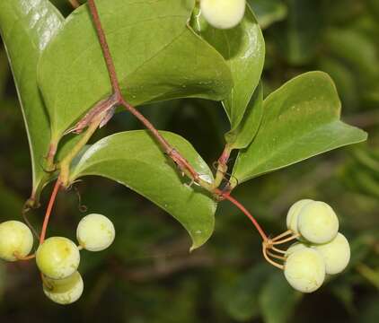 Image of China root