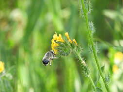 Слика од Anthophora edwardsii Cresson 1879