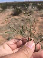 Image of western tansymustard