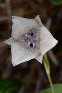 Image of Selway mariposa lily