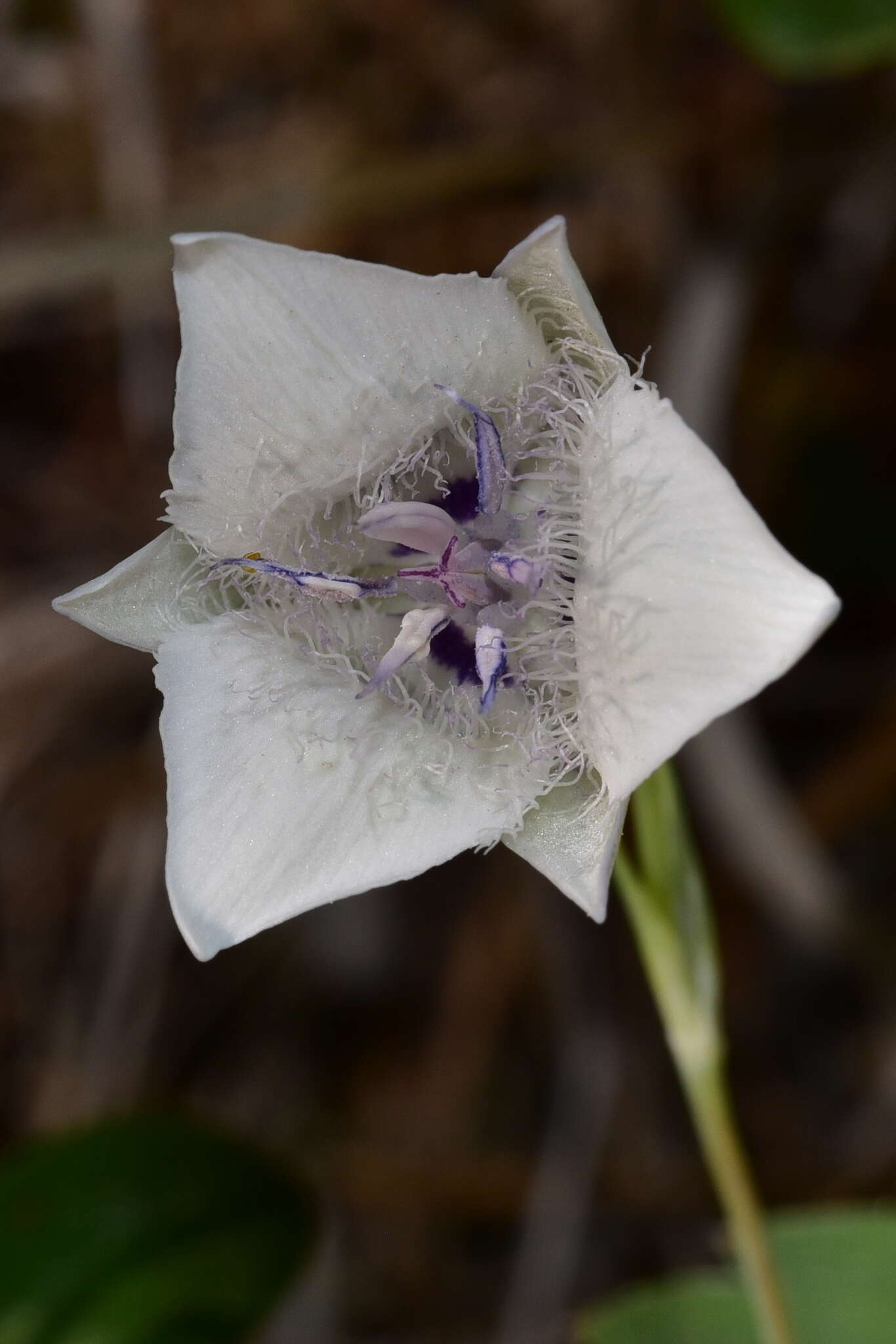 Image of Selway mariposa lily