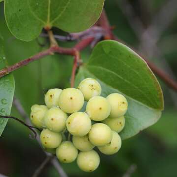 Image of China root