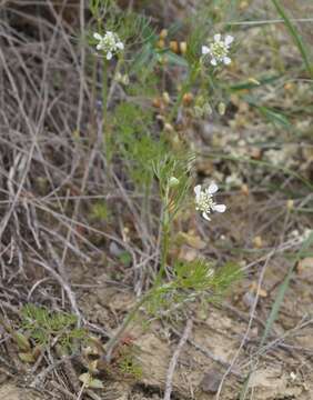 صورة Scandix australis L.