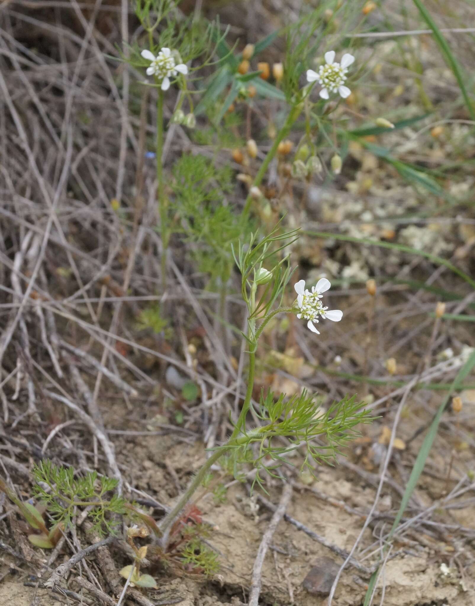 Image de Scandix australis L.