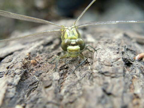 Image of Green-eyed Hooktail