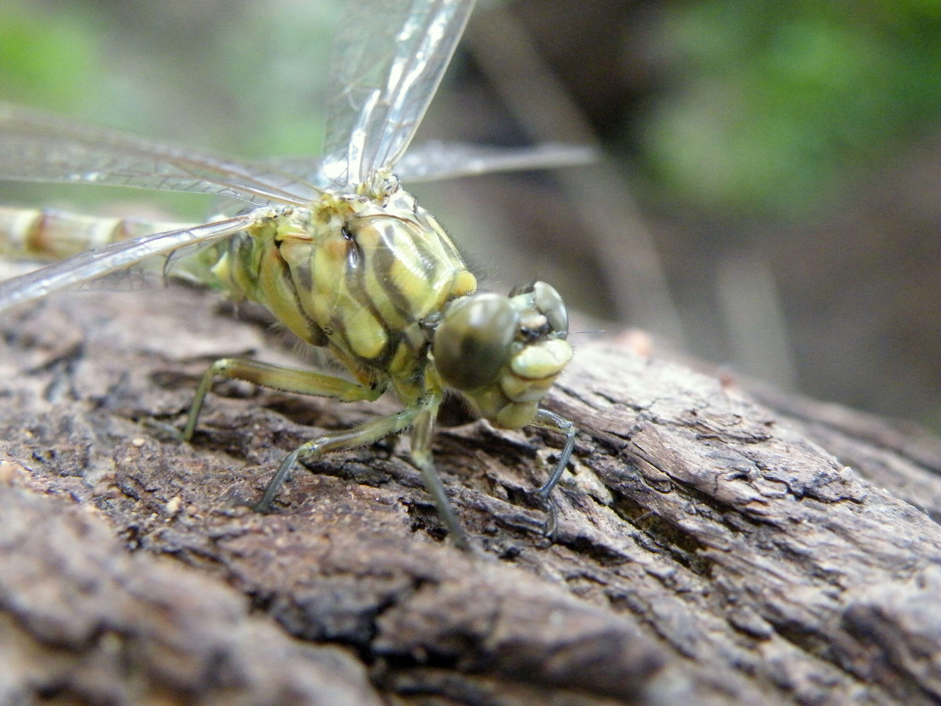 Image of Green-eyed Hooktail