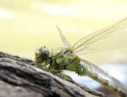 Image of Green-eyed Hooktail