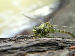 Image of Green-eyed Hooktail