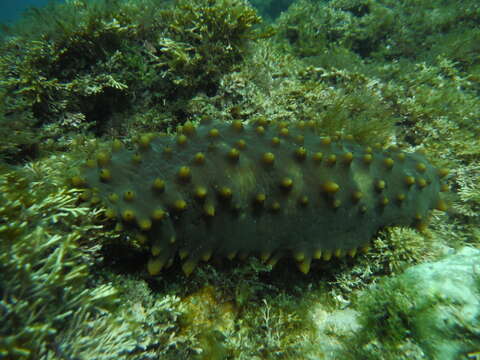 Image of Brown Sea Cucumber