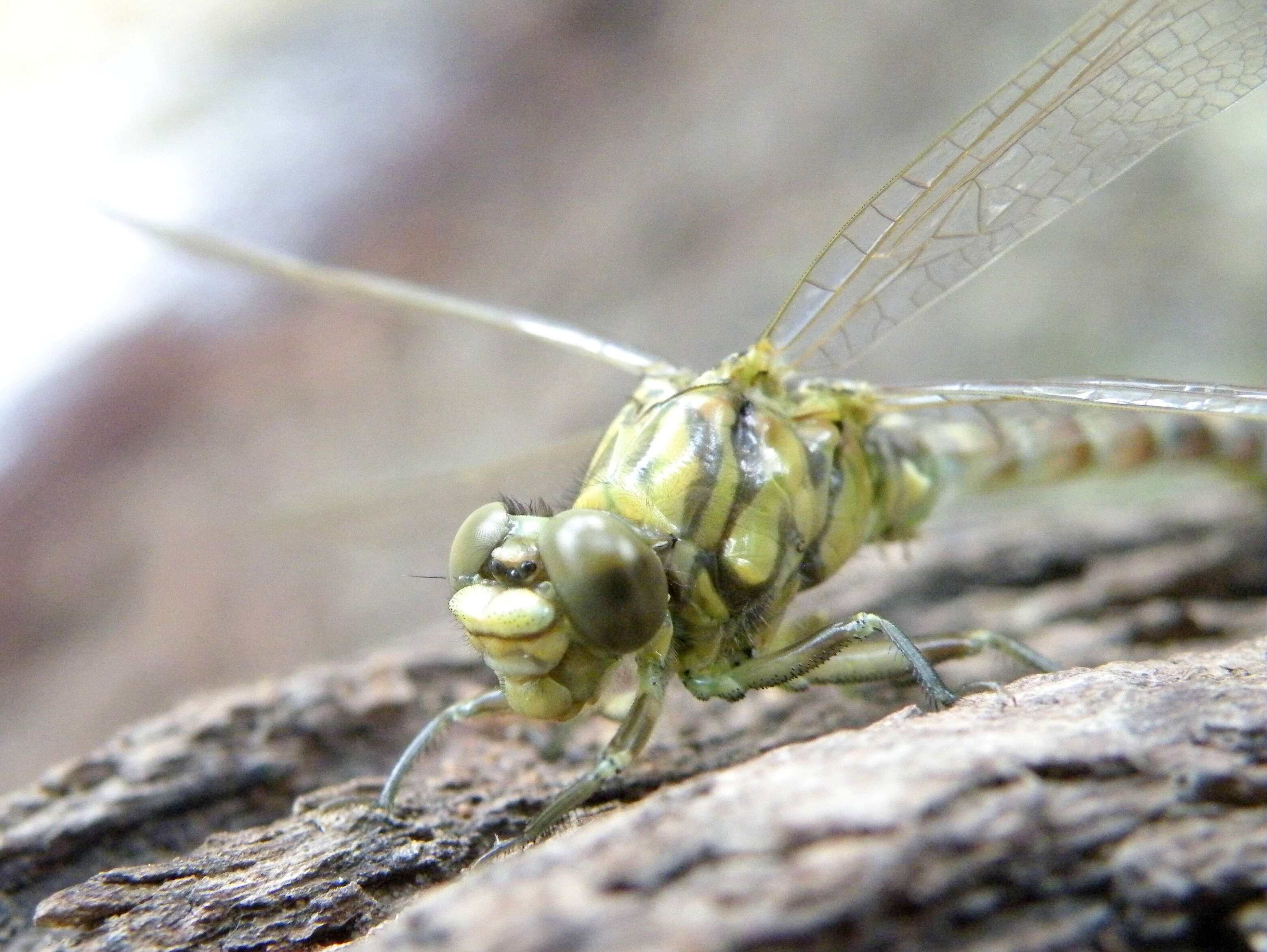 Image of Green-eyed Hooktail