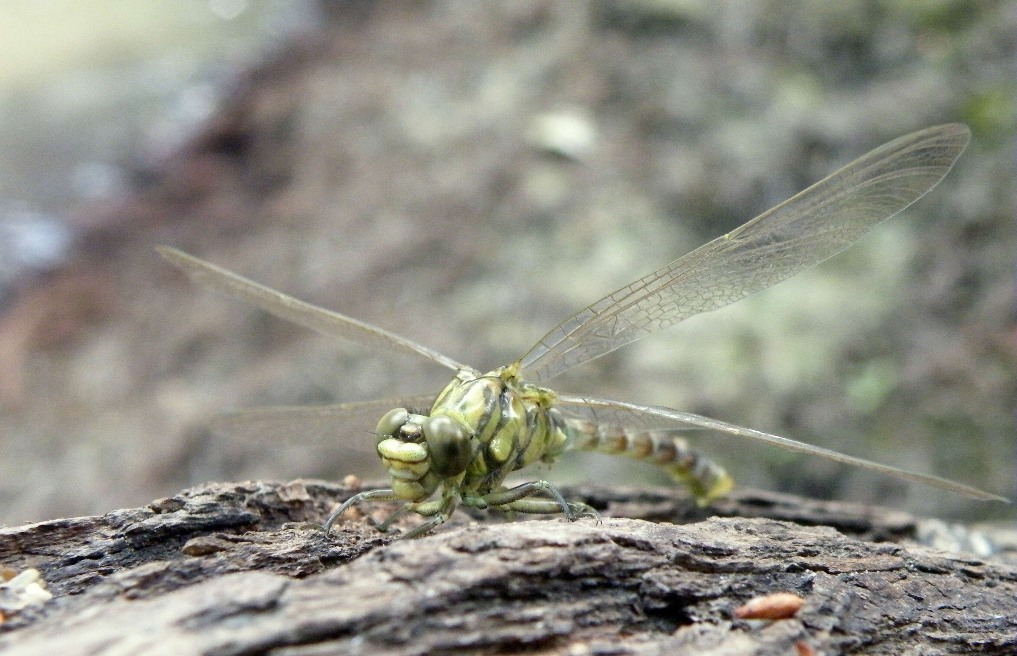 Image of Green-eyed Hooktail