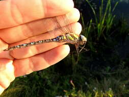 Image of Migrant Hawker