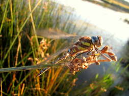 Image of Migrant Hawker