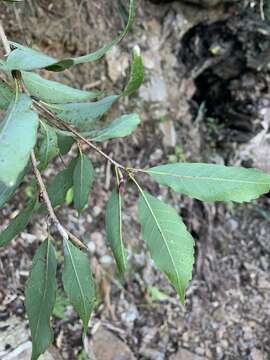 Image of ring-cup oak