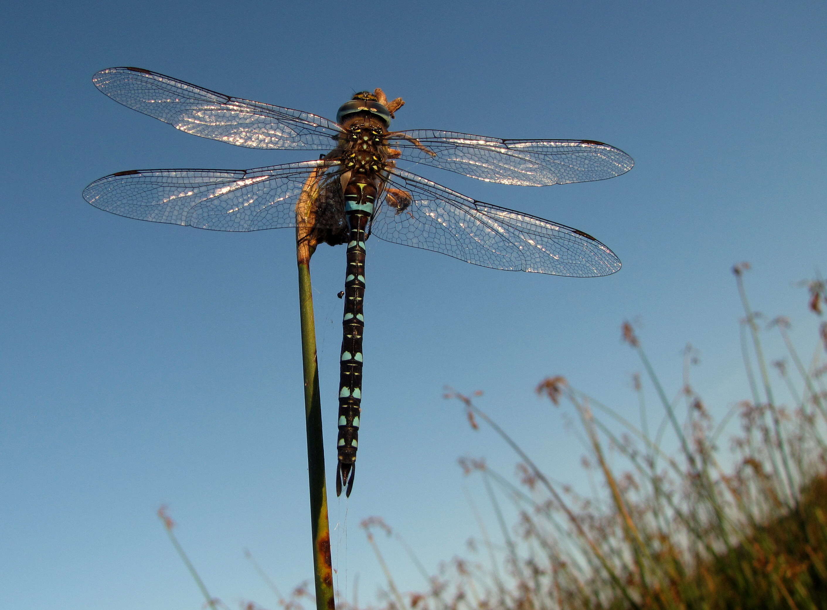 Image of Migrant Hawker