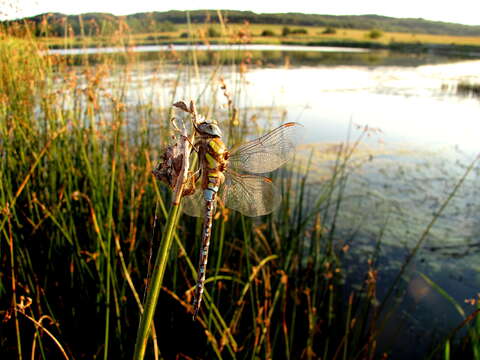 Image of Migrant Hawker