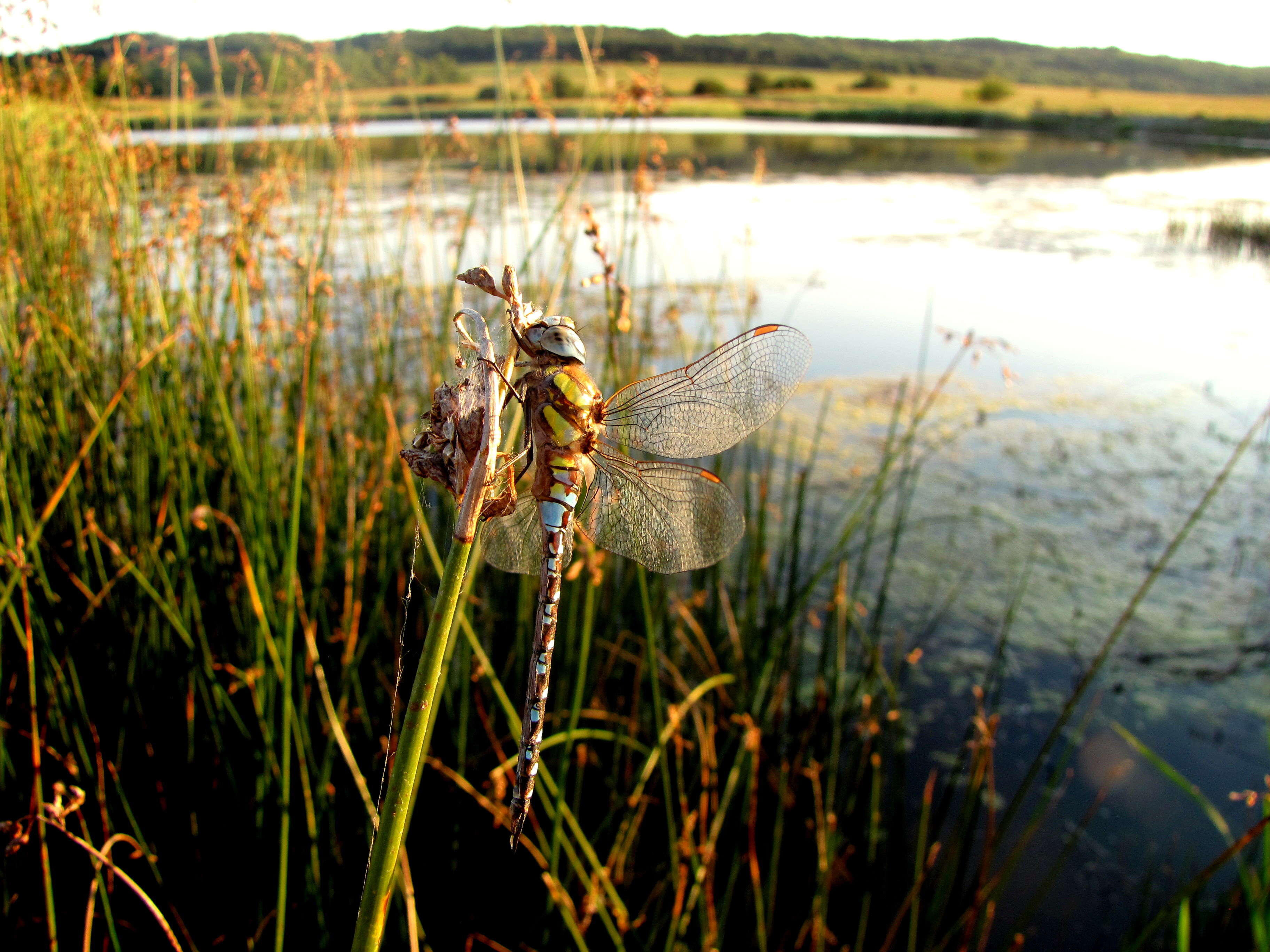 Image of Migrant Hawker