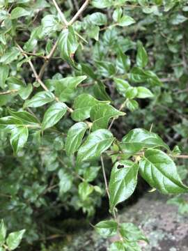 Image of Canthium ciliatum (D. Dietr.) Kuntze