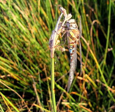 Image of Migrant Hawker