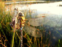 Image of Migrant Hawker