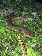 Image of Black mountain salamander