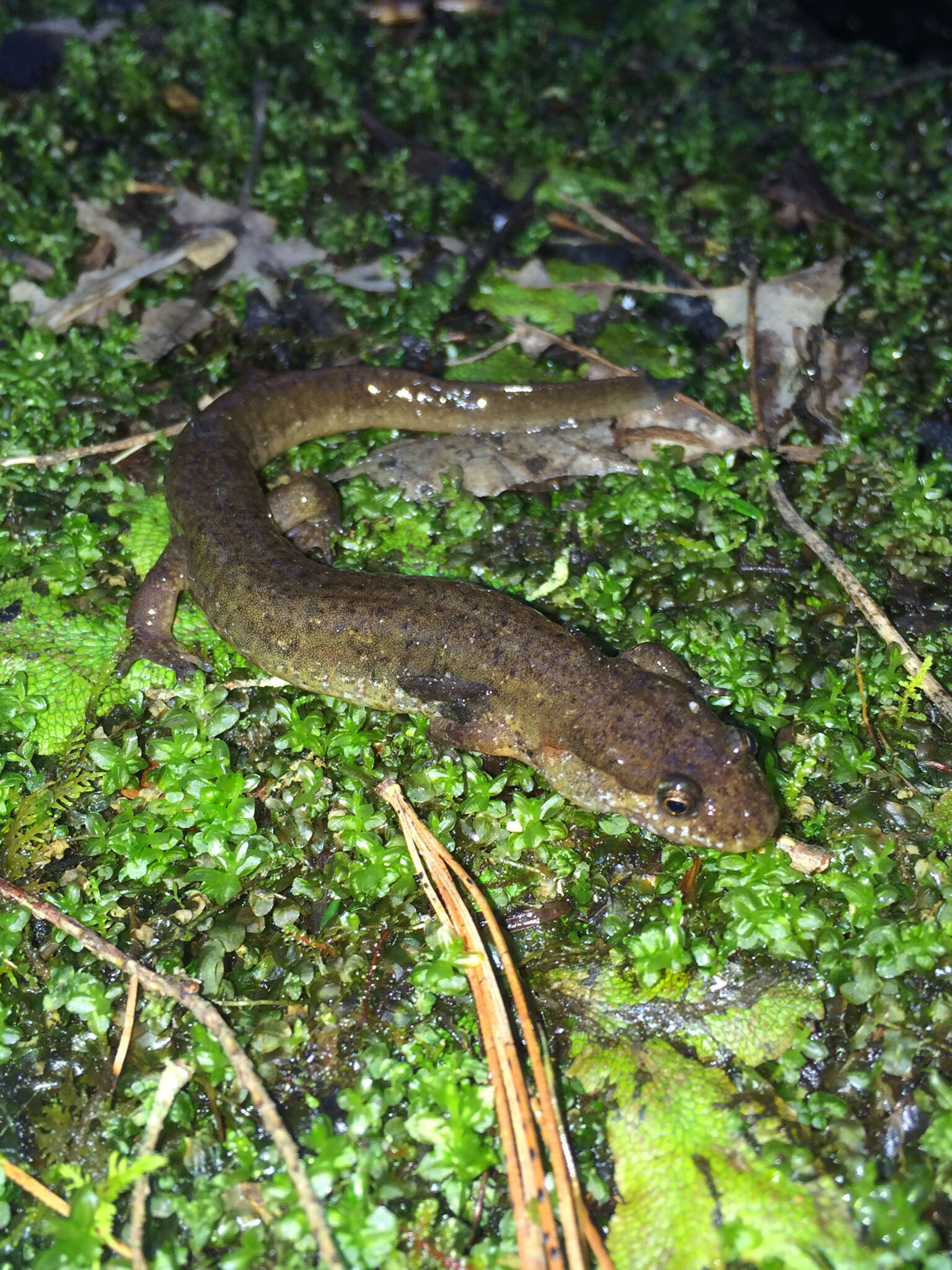 Image of Black mountain salamander