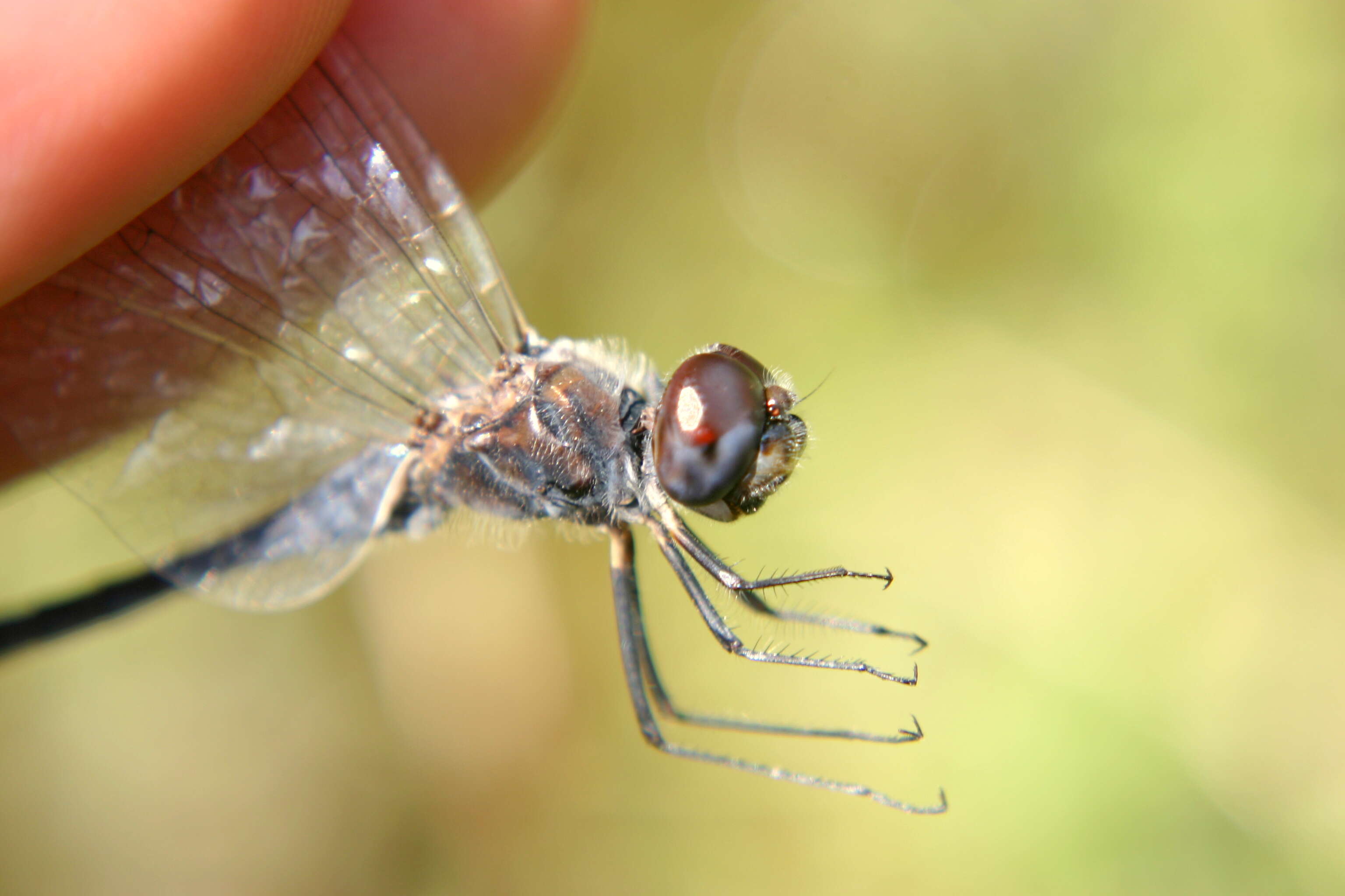 Imagem de Selysiothemis Ris 1897