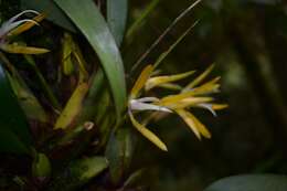 Image of Maxillaria ringens Rchb. fil.