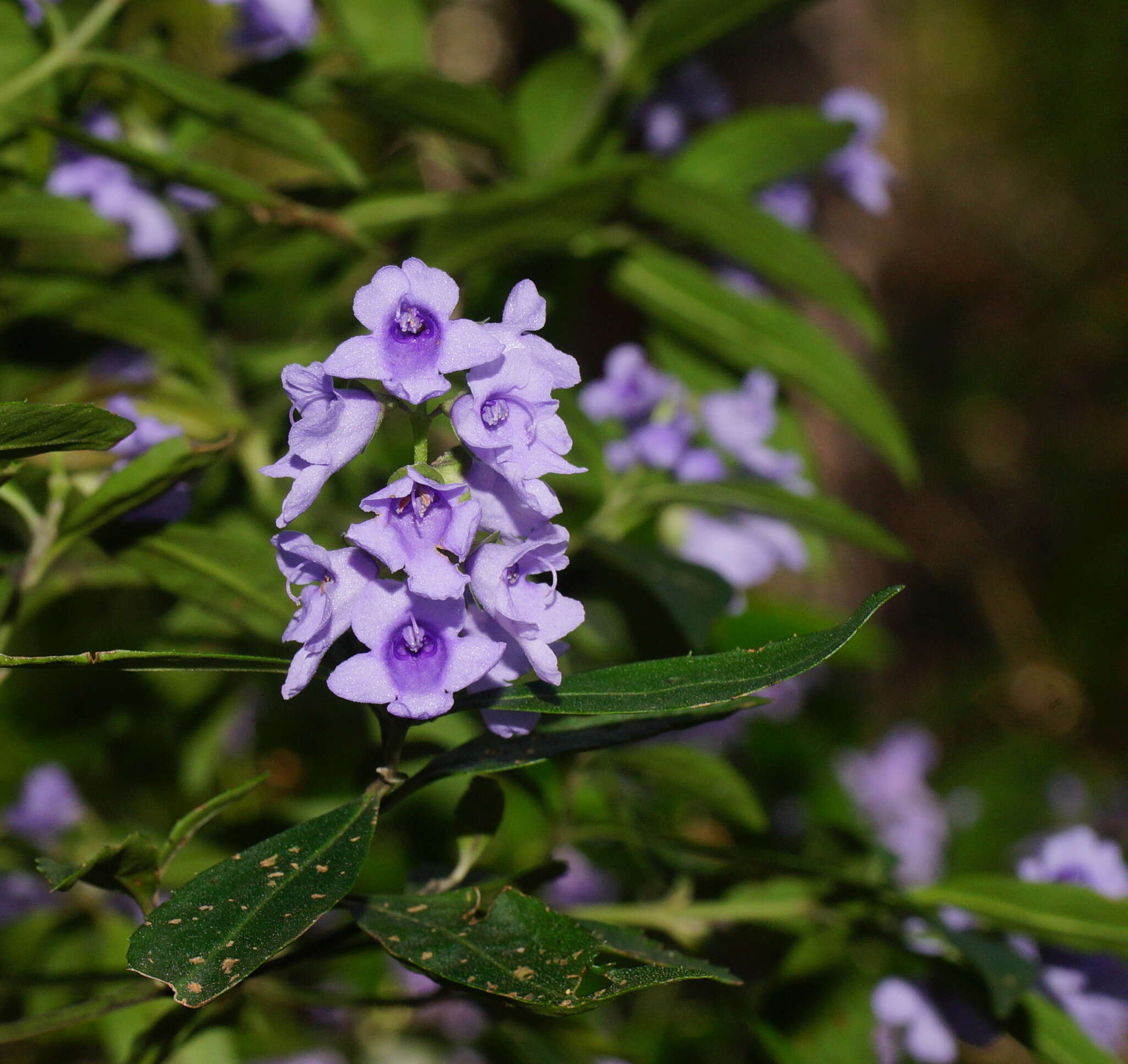 Image of Lilac Mint-bush