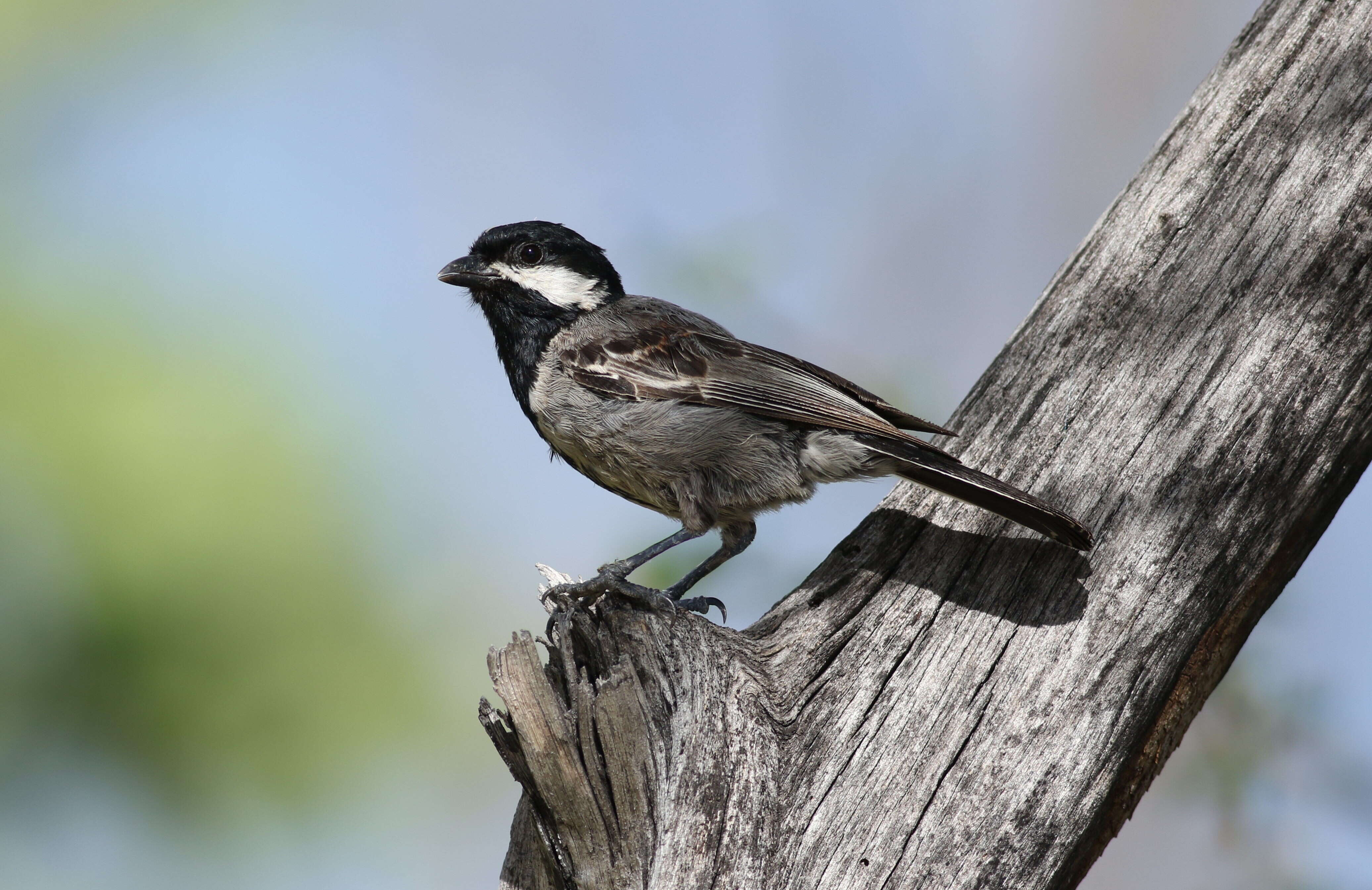 Plancia ëd Melaniparus cinerascens (Vieillot 1818)