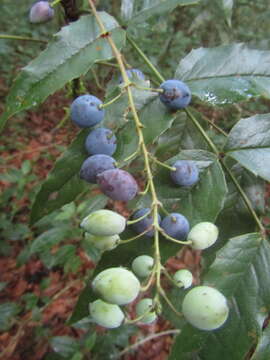 Image of Berberis lanceolata Benth.