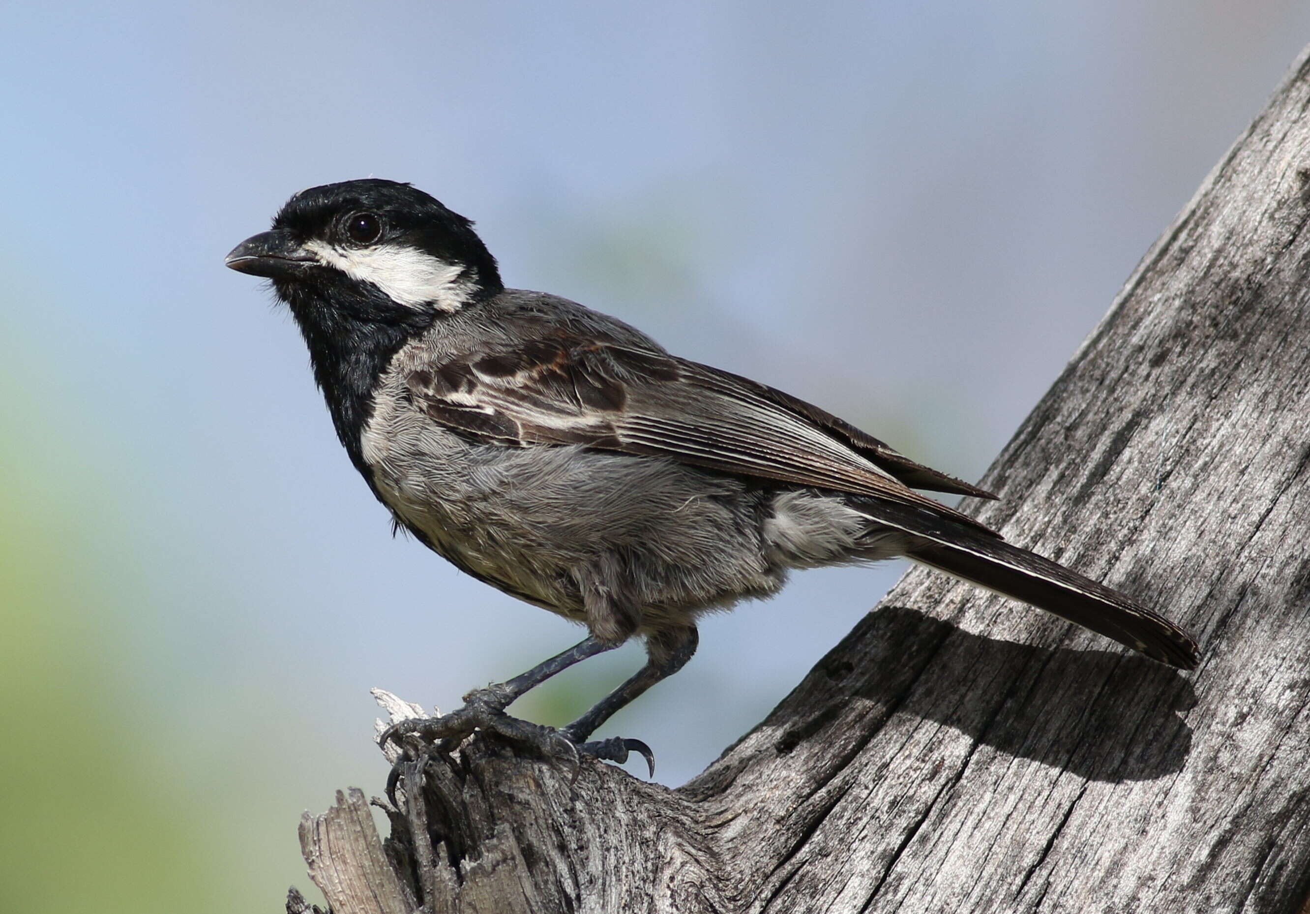 Plancia ëd Melaniparus cinerascens (Vieillot 1818)