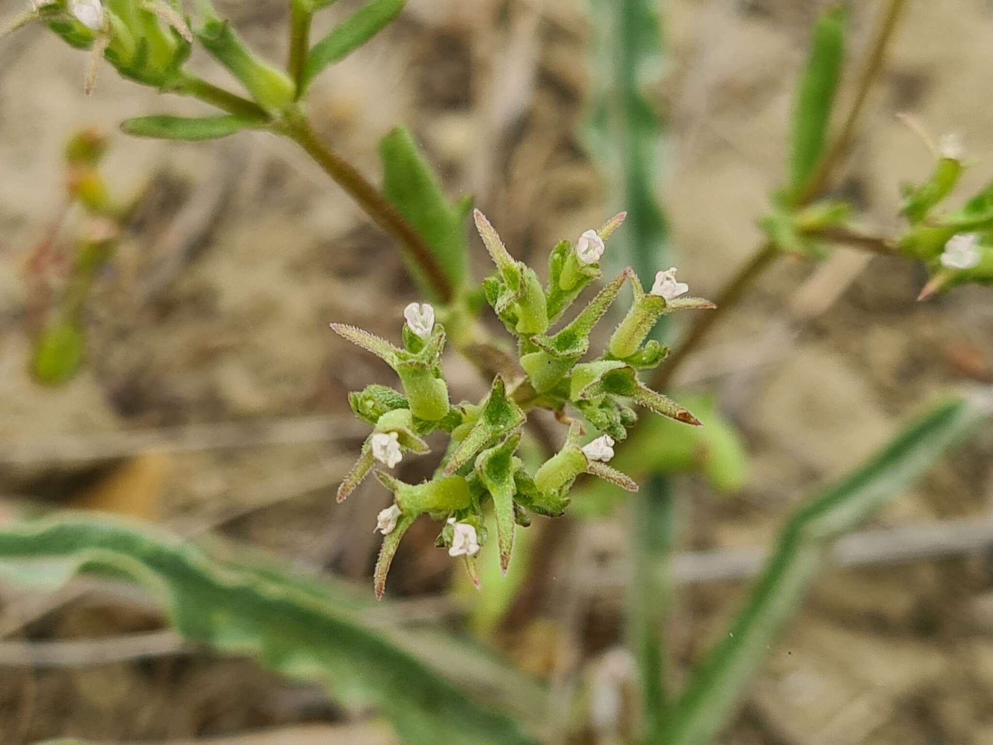 Image of Valerianella sclerocarpa Fisch. & C. A. Mey.