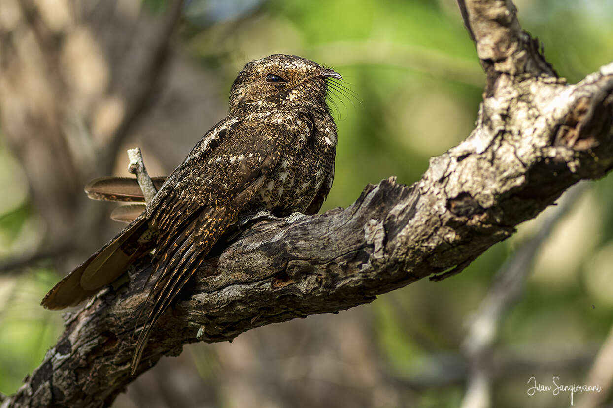 Image of Hispaniolan Nightjar