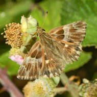 Image of Muschampia floccifera