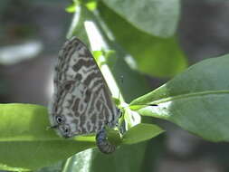 Image of Leptotes plinius