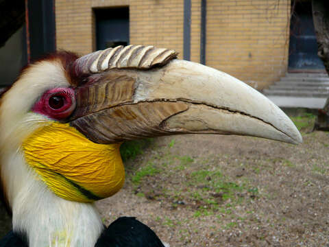 Image of Wreathed Hornbill