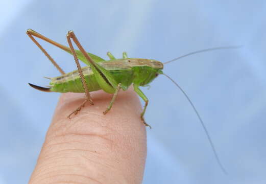 Image of two-coloured bush-cricket