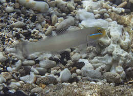 Image of Blueband goby