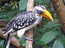 Image of Eastern Yellow-billed Hornbill