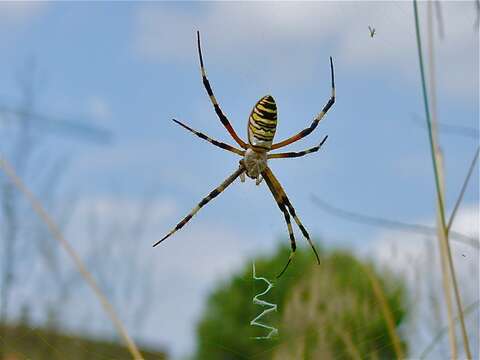 Image of Barbary Spider