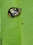 Image of Mottled Tortoise Beetle