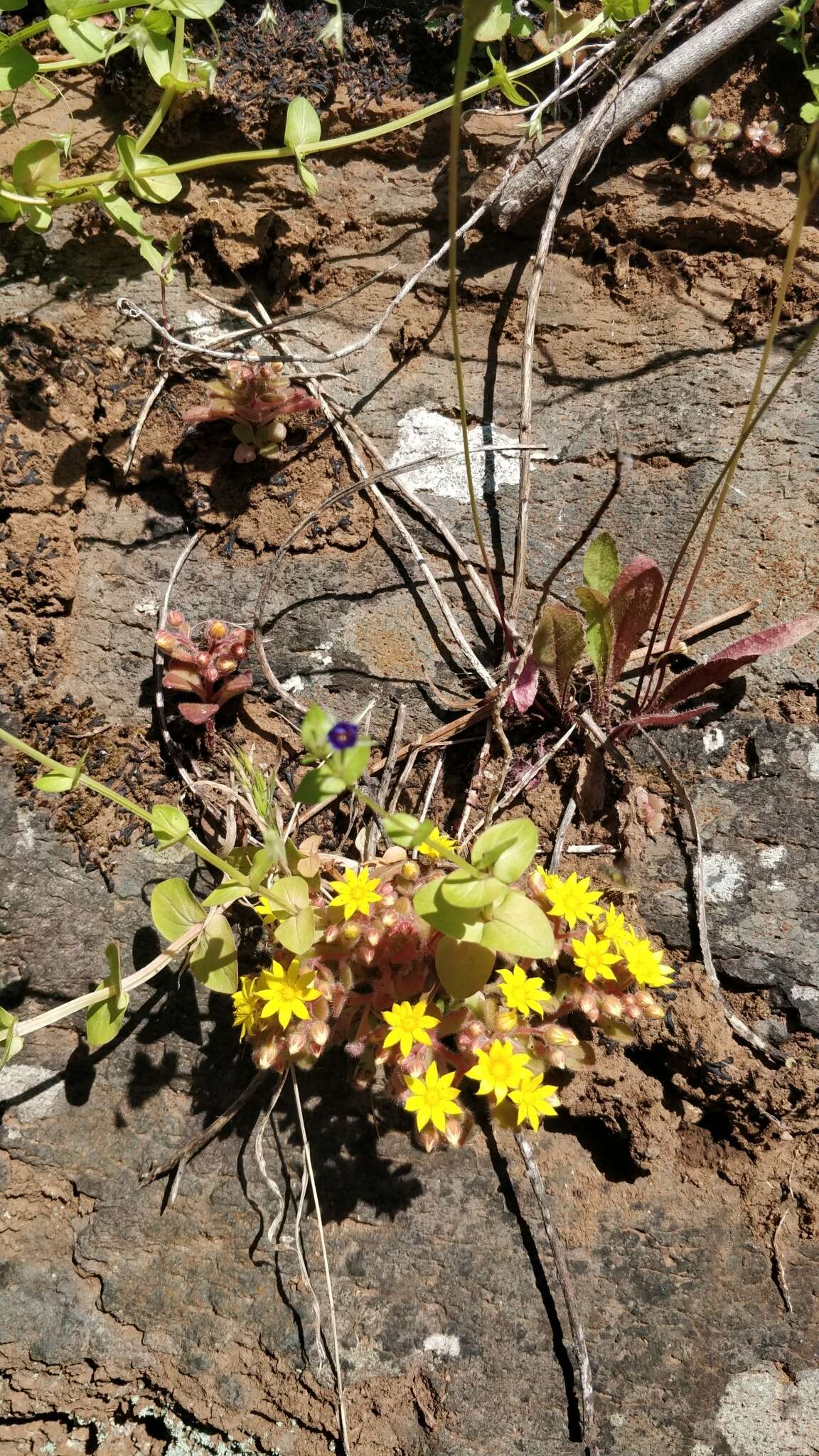 Image of Aichryson villosum (Ait.) Webb & Berth.