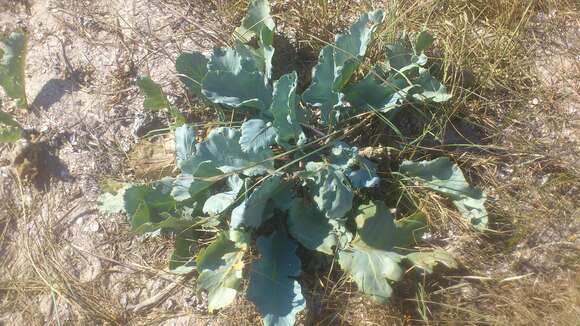 Image of sea kale